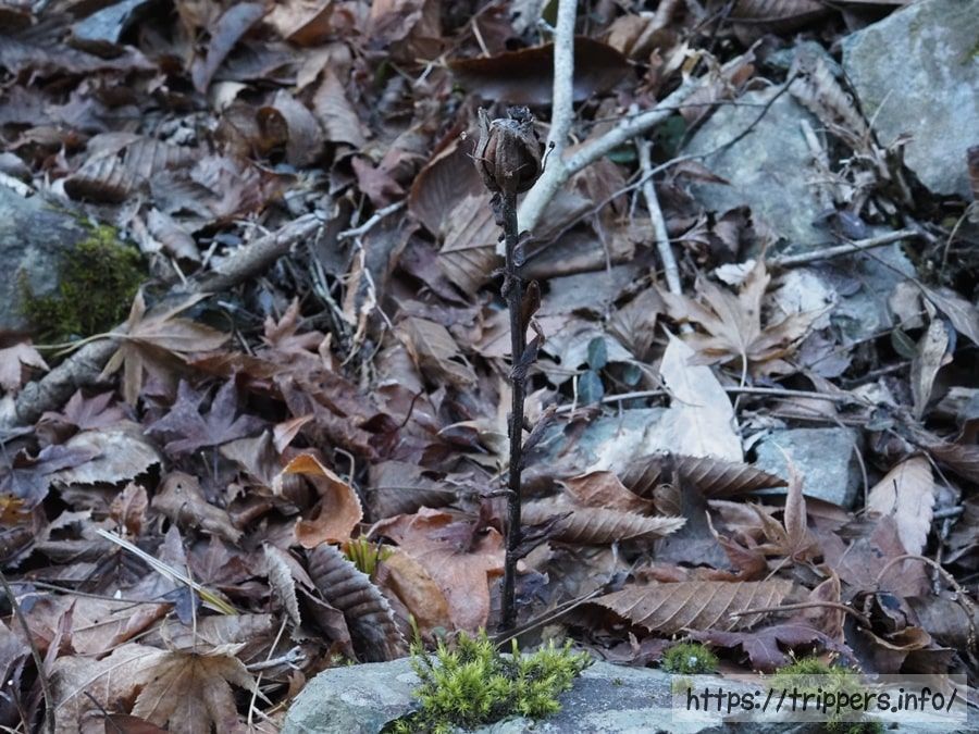 アキノギンリョウソウ