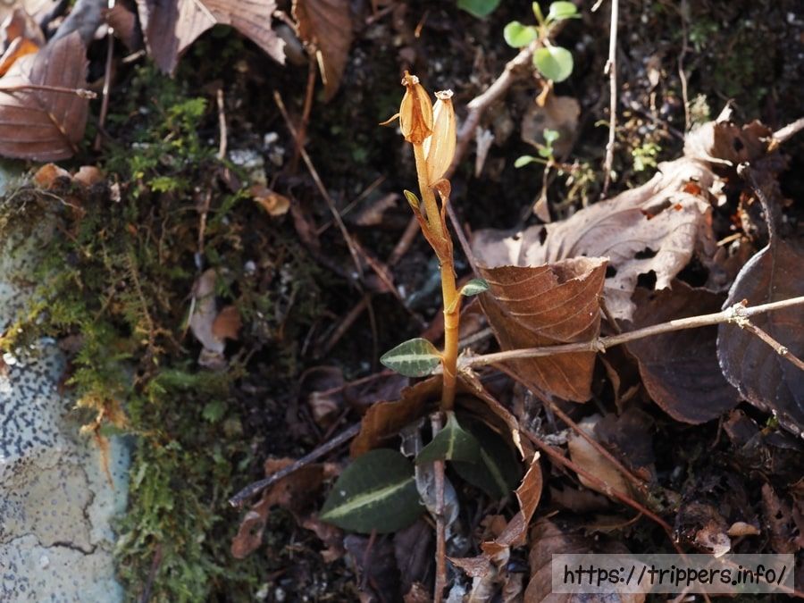 ベニシュスラン