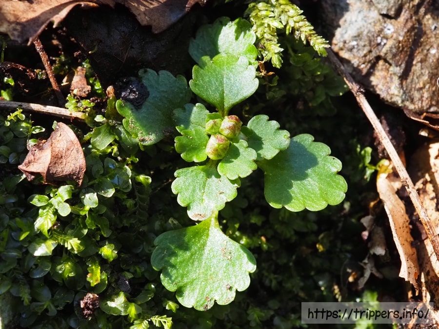 ムカゴネコノメソウ