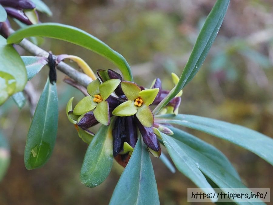 ムラサキオニシバリ