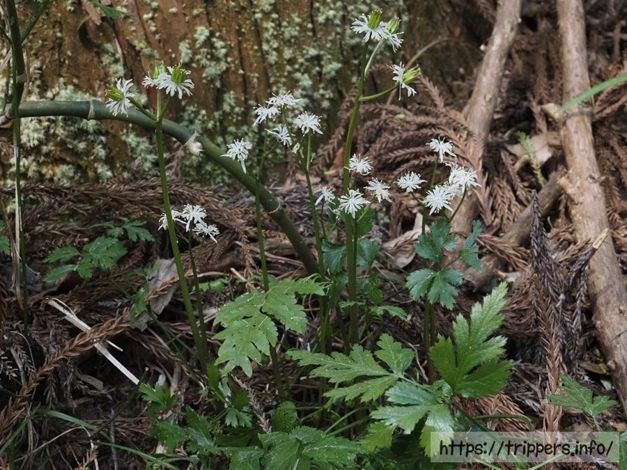 ウスギオウレン