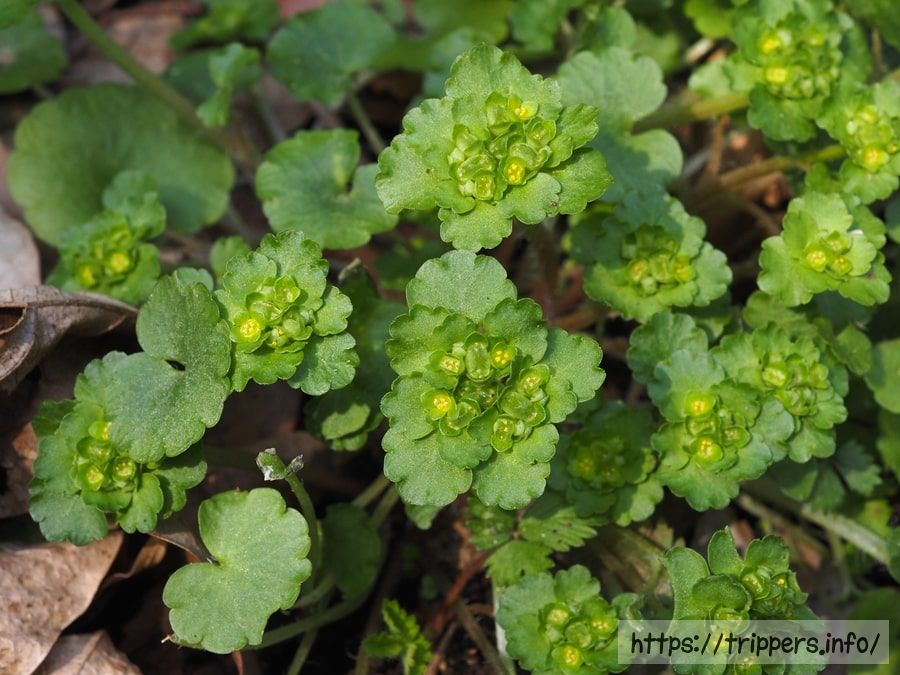 ヨツシベヤマネコノメ