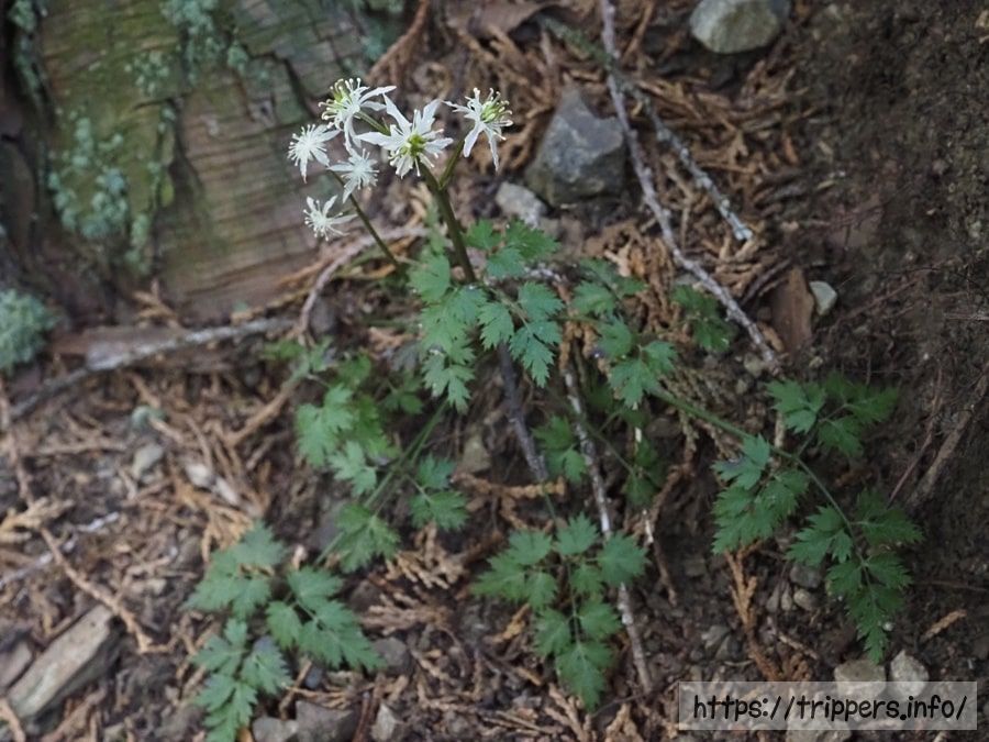 セリバオウレン