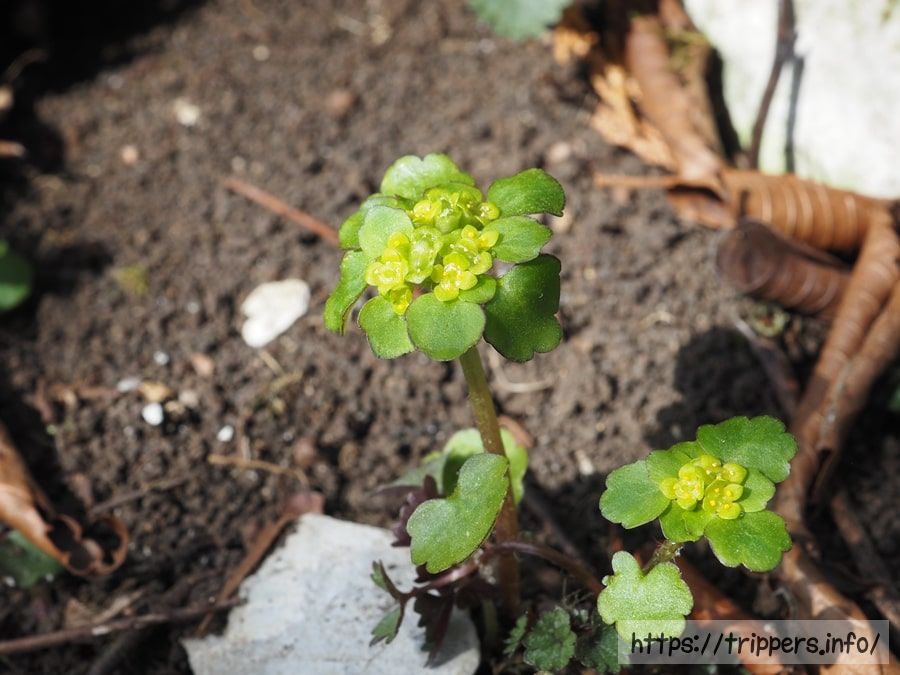 ヨツシベヤマネコノメ