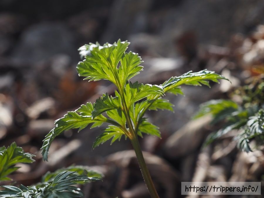 シコクフクジュソウ