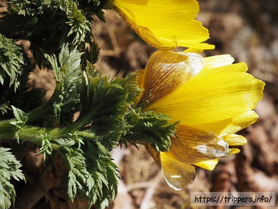 エダウチフクジュソウ