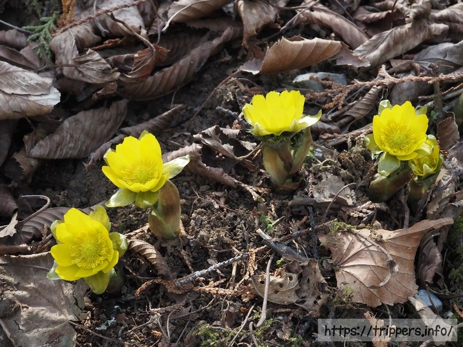 藤原岳のフクジュソウ