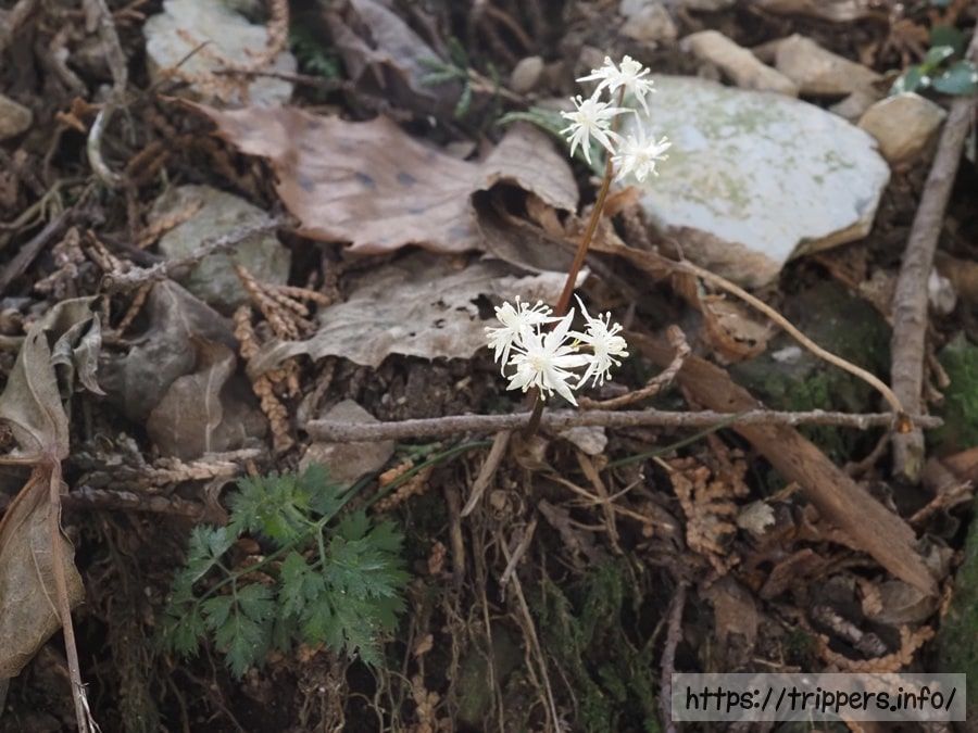 大貝戸道で咲くセリバオウレン