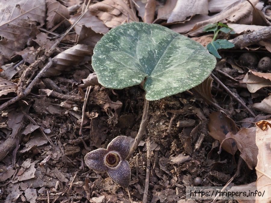スズカカンアオイ
