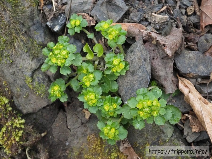 ヤマネコノメソウ