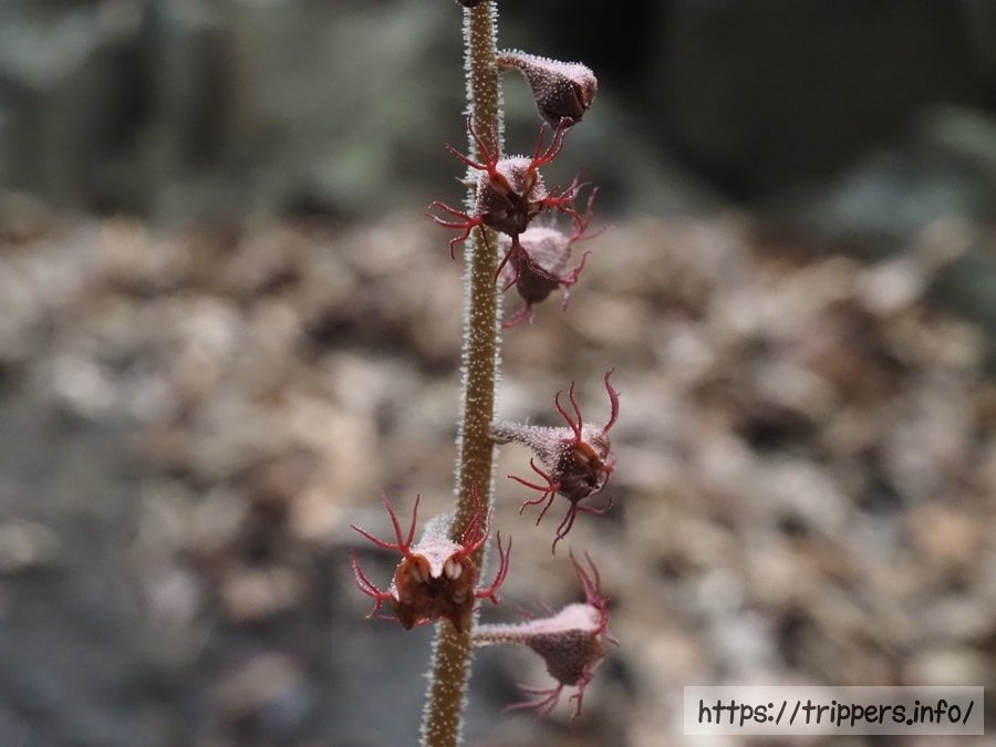 チャルメルソウ