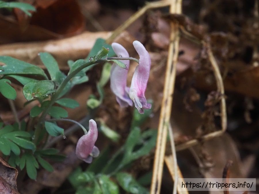 ジロボウエンゴサク
