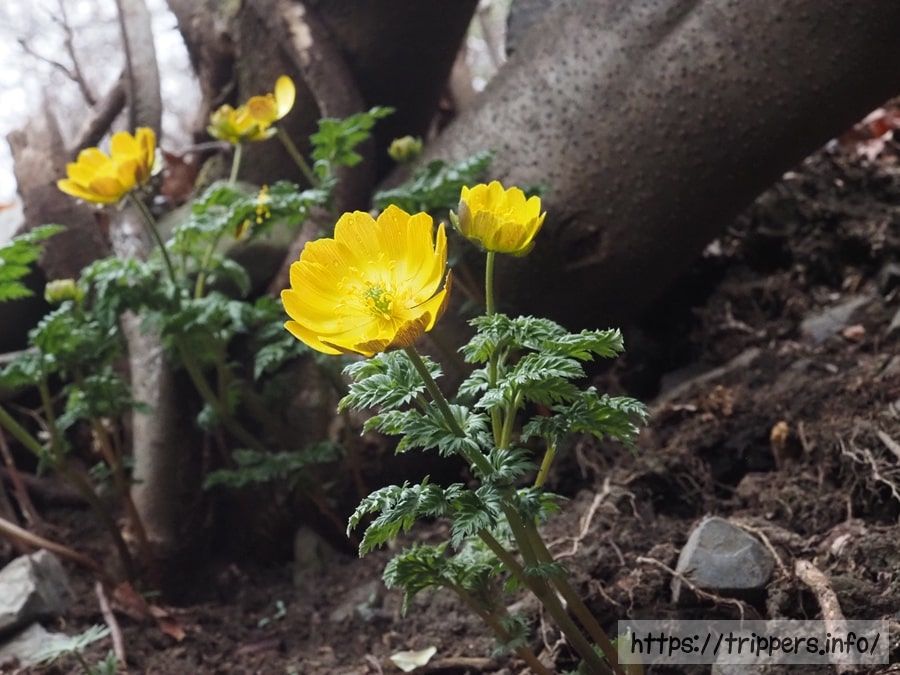 フクジュソウの花