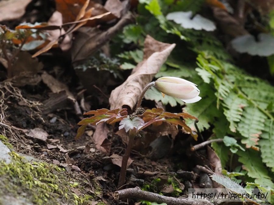 キクザキイチゲ