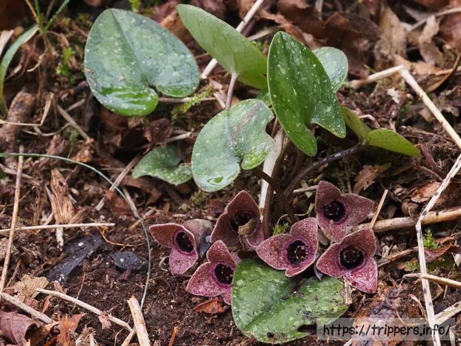 ヒメカンアオイ