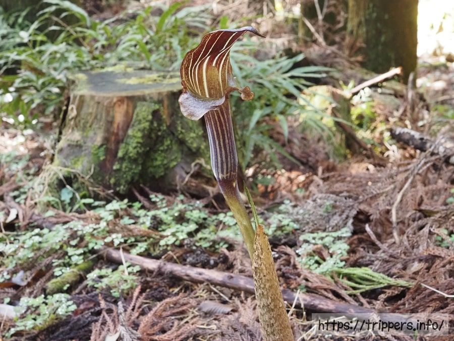 ミミガタテンナンショウ