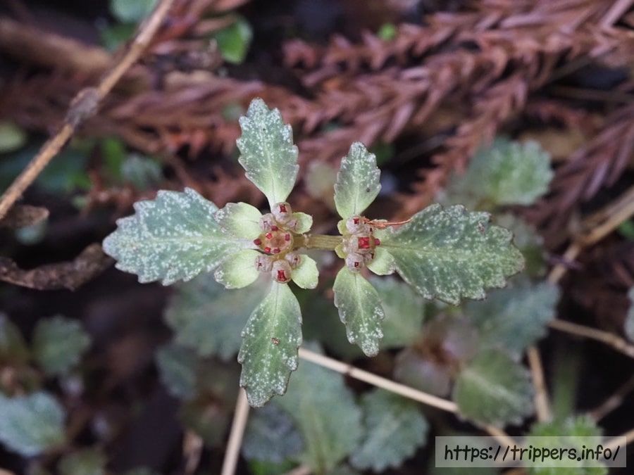 ヨゴレネコノメ