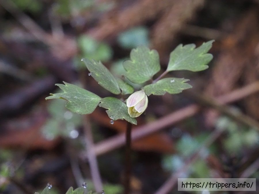 トウゴクサバノオ