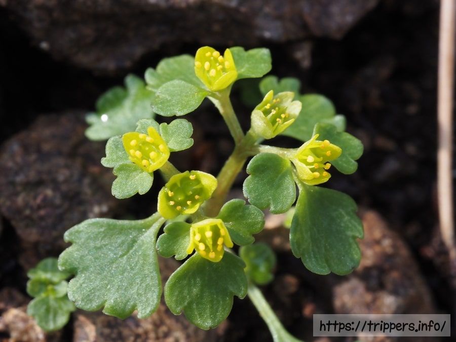 ムカゴネコノメソウ