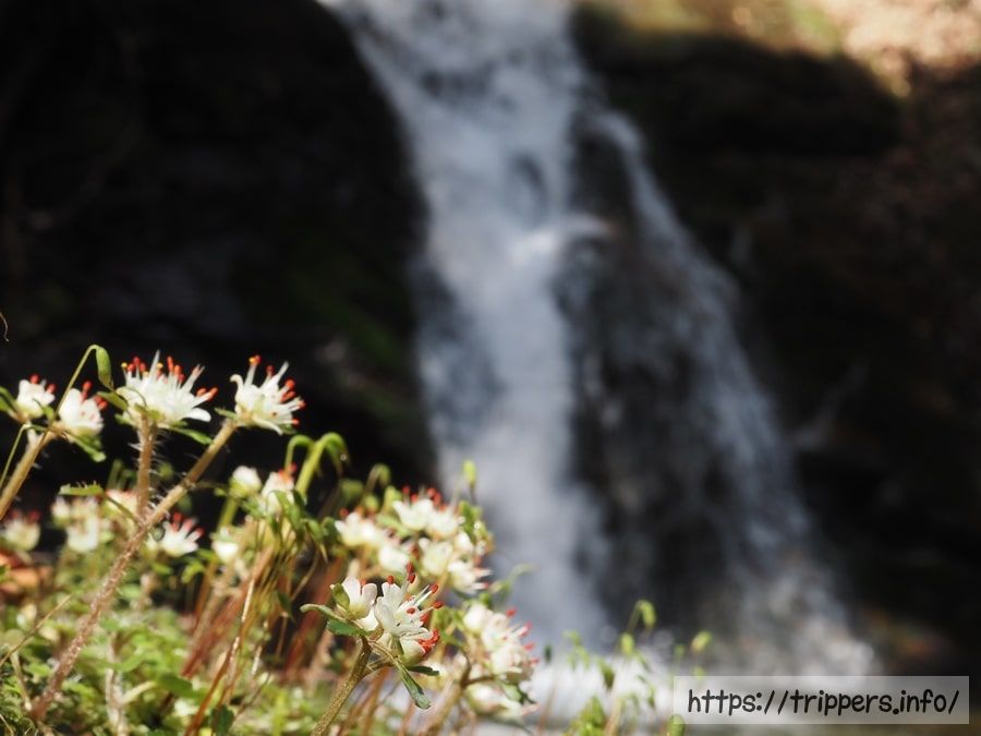 不動滝とハナネコノメ