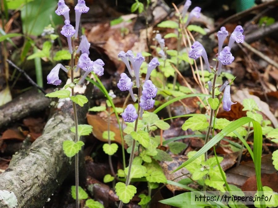 コバノタツナミ