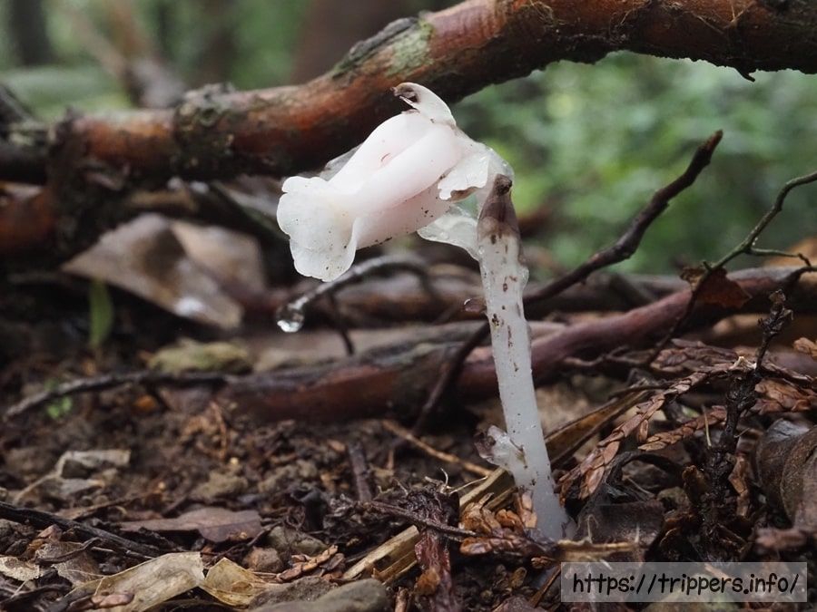 ピンク色のギンリョウソウ