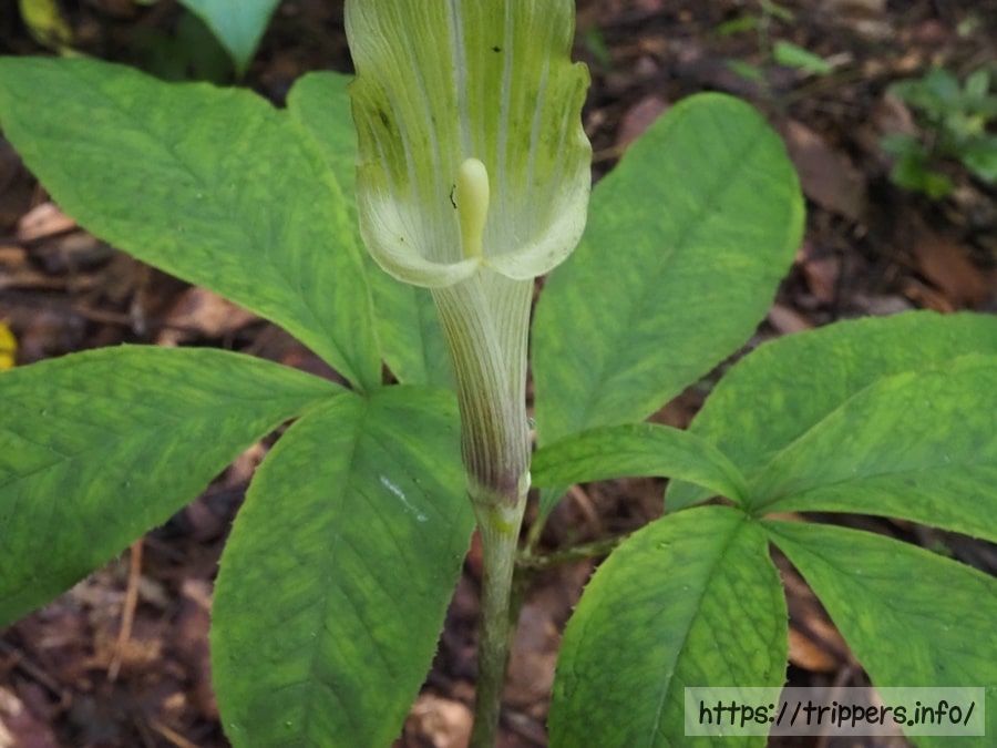 アオマムシグサ