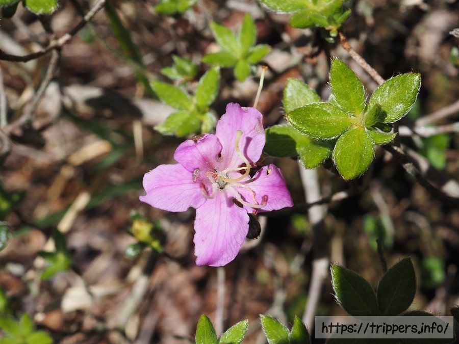 ミヤマキリシマ