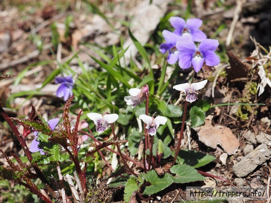 フモトスミレとタチツボスミレ