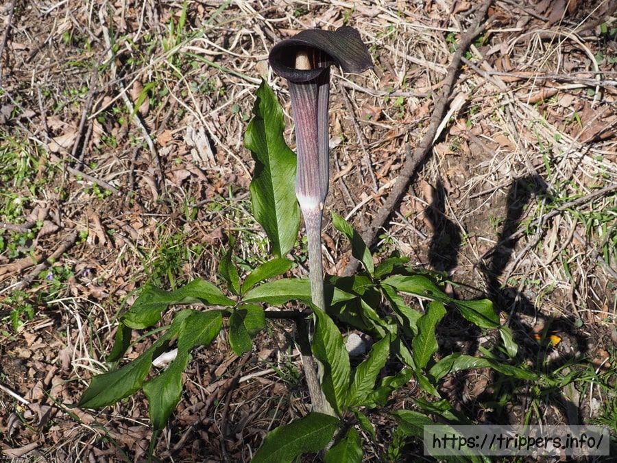 ヒトヨシテンナンショウ