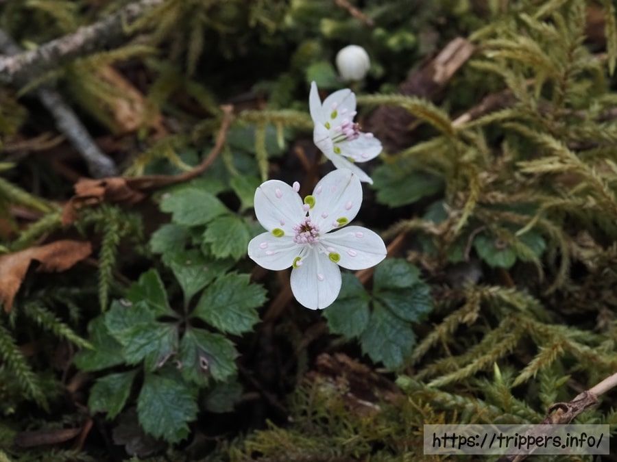 バイカオウレン