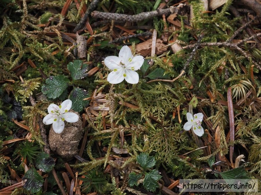 バイカオウレン