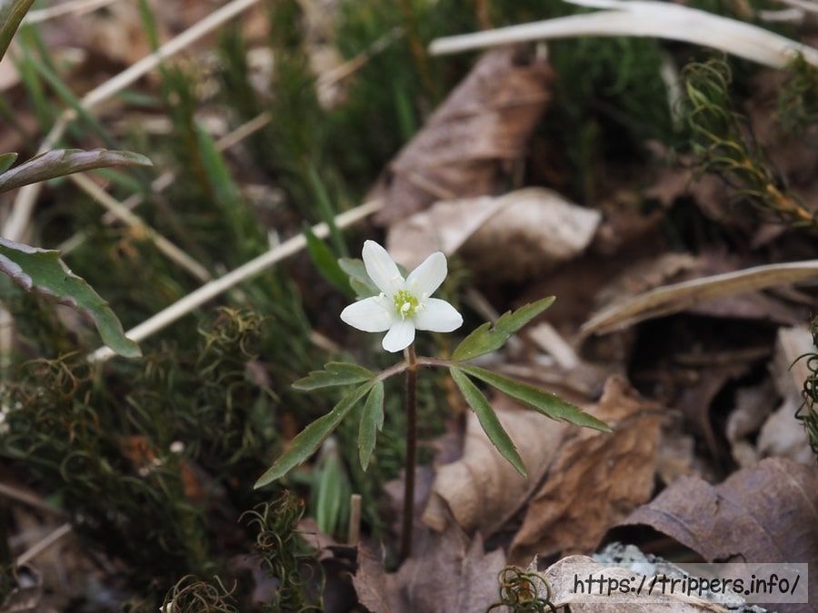 ヒメイチゲの花