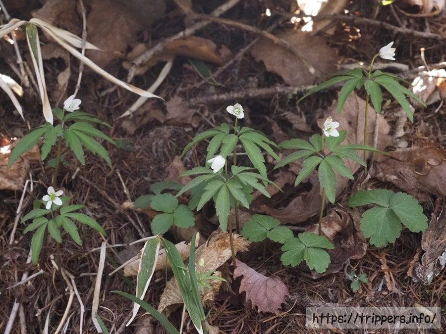 ヒメイチゲの群生