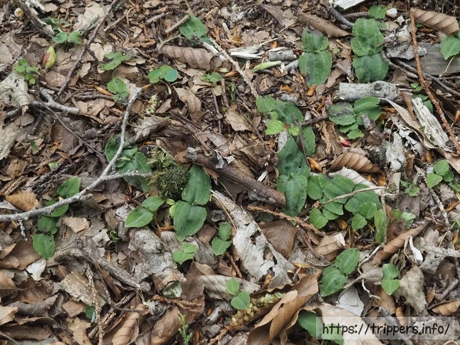 アオフタバラン