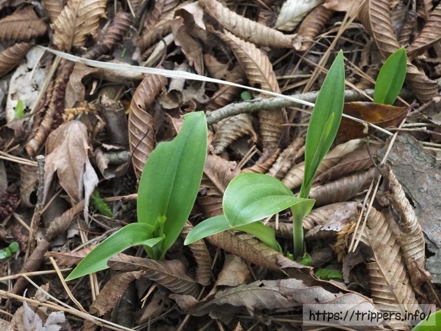オオバノトンボソウ
