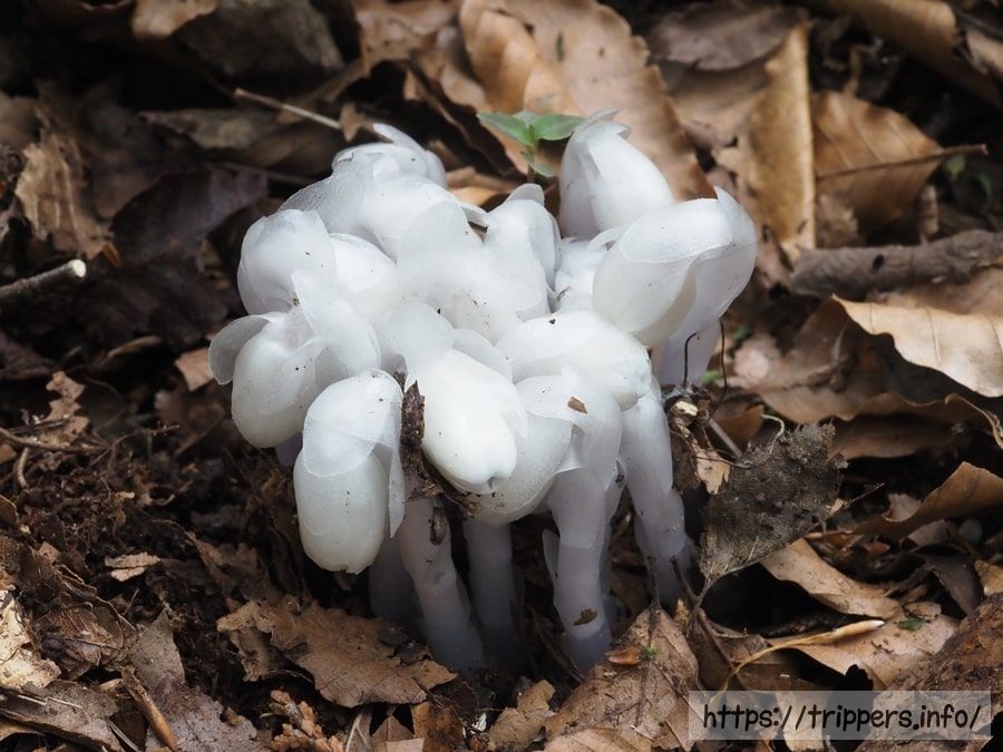 ギンリョウソウ