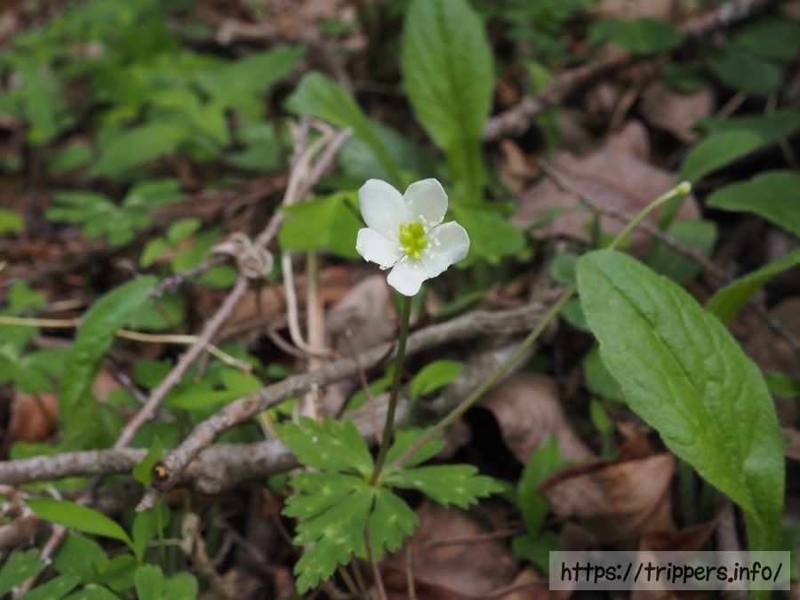 ニリンソウの花