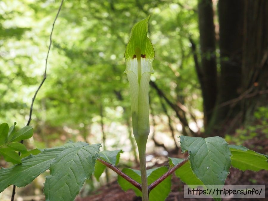 ヒトツバテンナンショウ