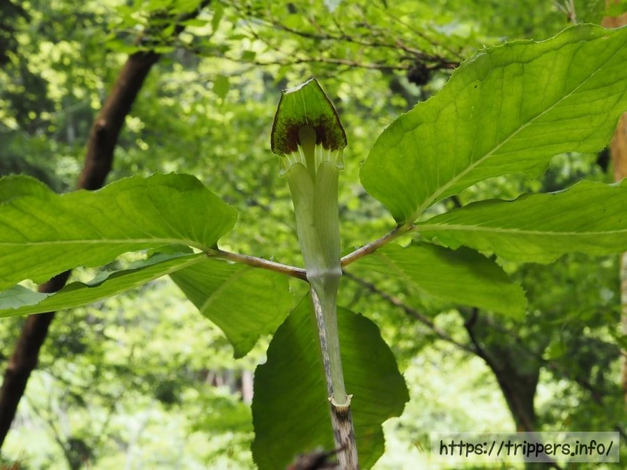 クロハシテンナンショウ