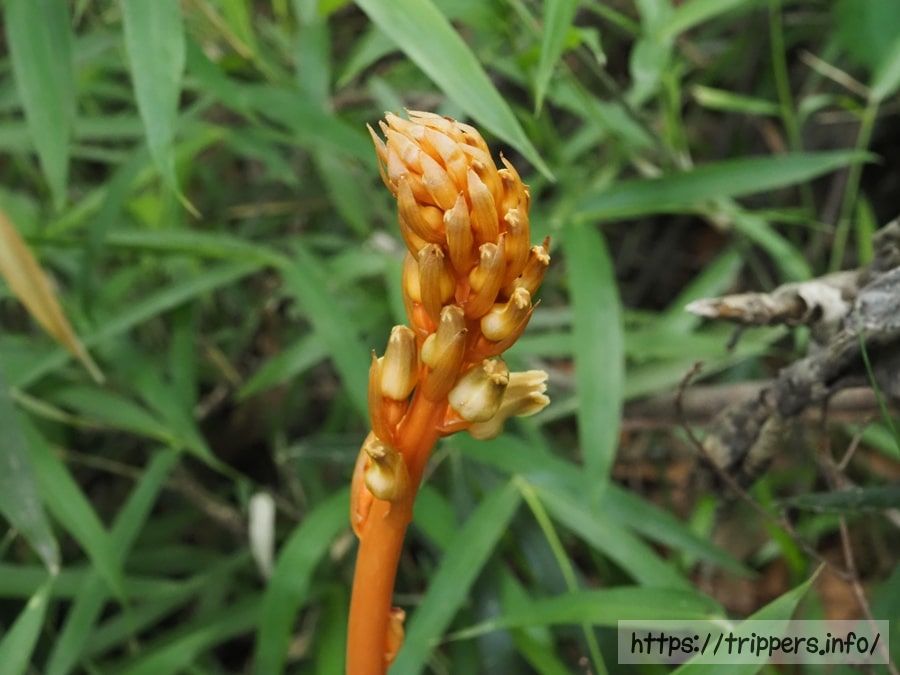 オニノヤガラの蕾