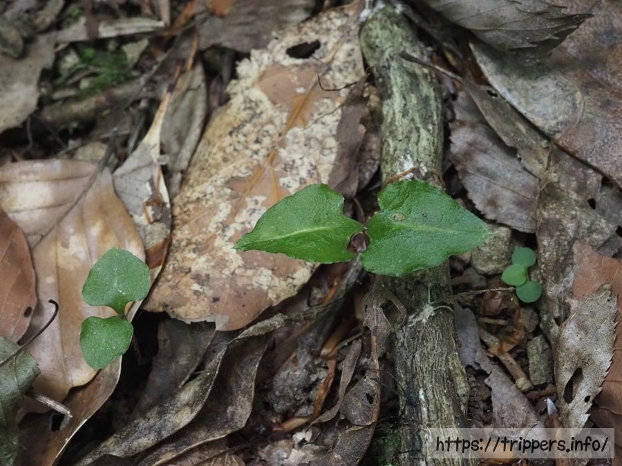 ヒメフタバラン