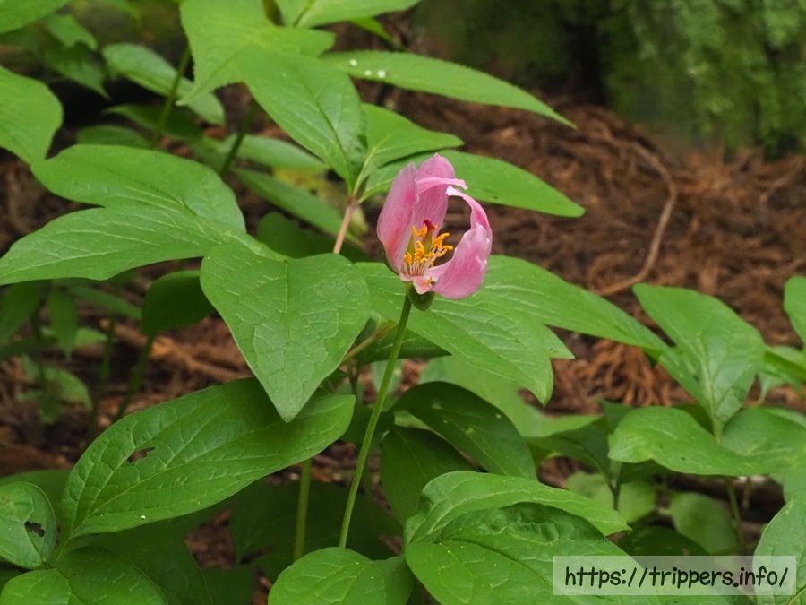 ベニバナヤマシャクヤク