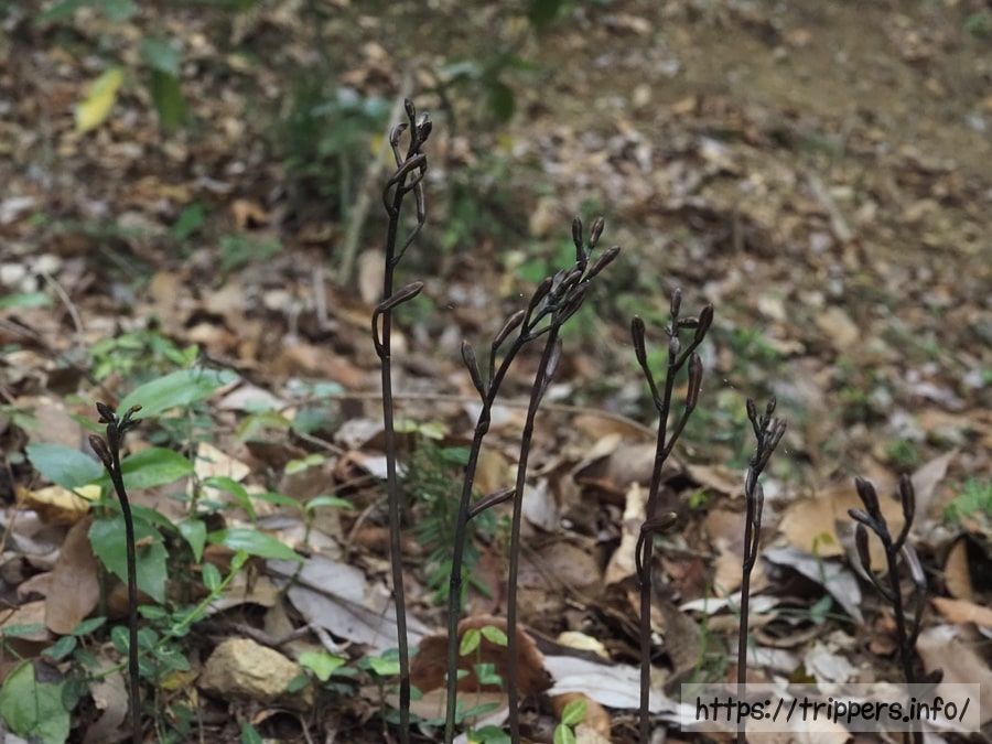 ムヨウランの蕾