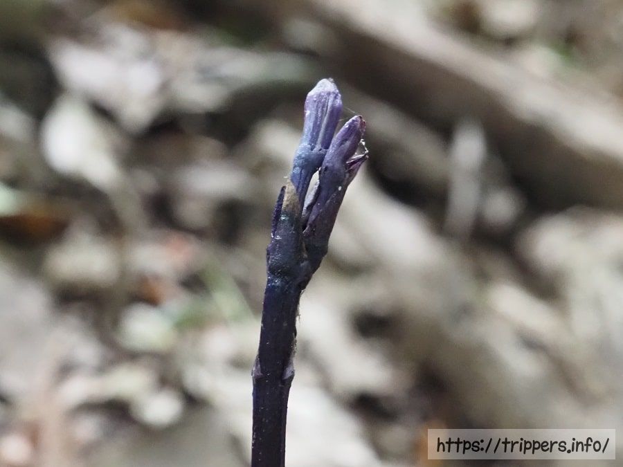 ムラサキムヨウランの蕾