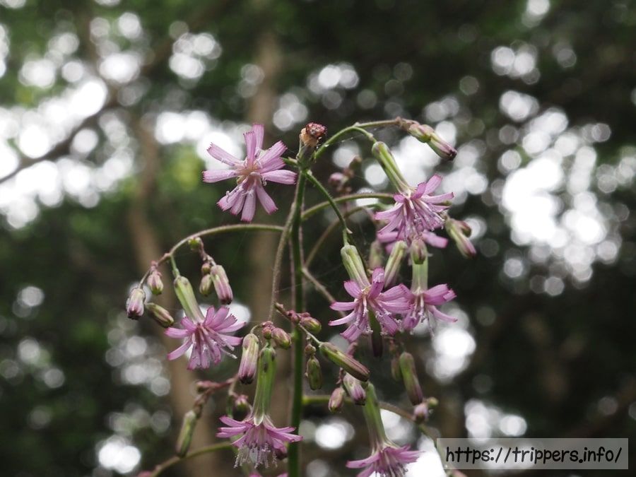 ムラサキニガナ