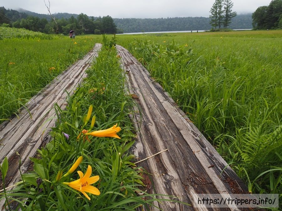 大江湿原のニッコウキスゲ