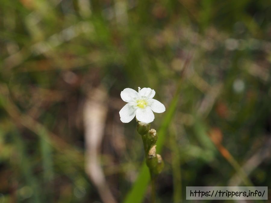 ナガバノモウセンゴケの花
