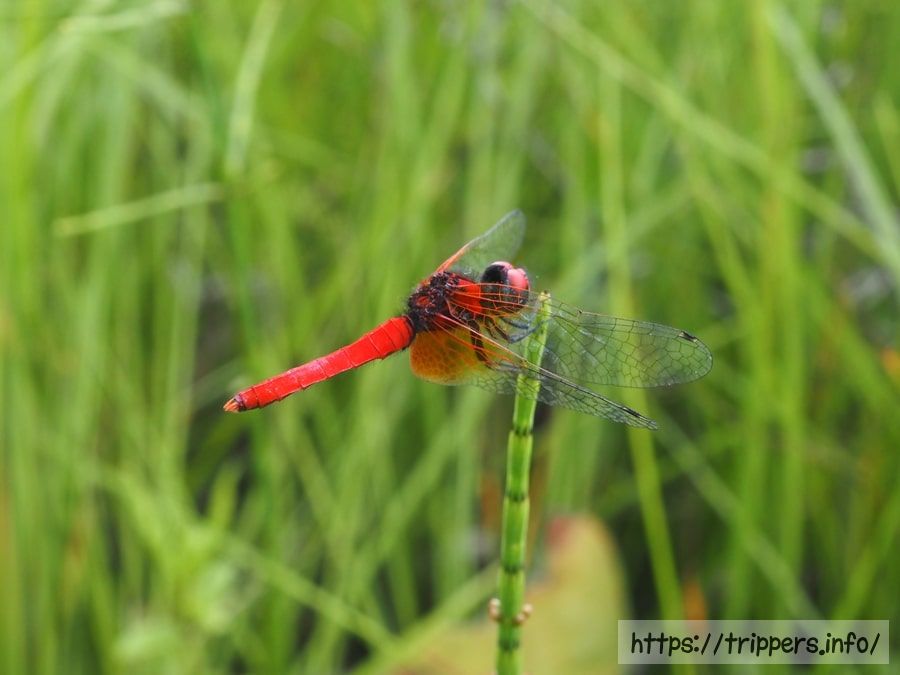 ハッチョウトンボ