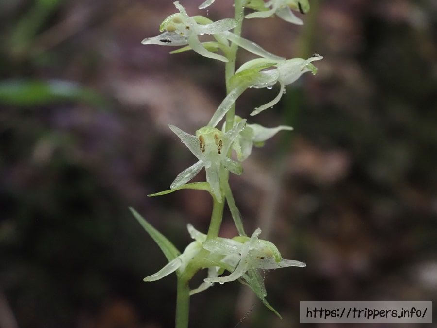 ヒトツバキソチドリの花